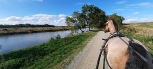 Balade en calèche dans le Marais Poitevin